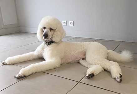Intérieur du cabinet - Bichon et Moi